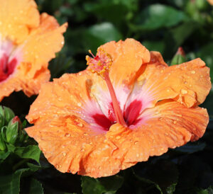 Tropical Hibiscus Mandarin Wind