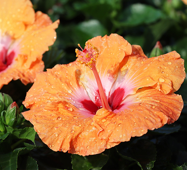 Link to Tropical Color product page