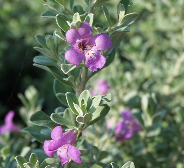 Texas Sage 