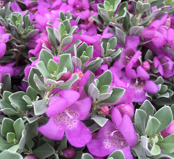Texas Sage 