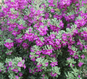 Texas desperado sage with purple blooms