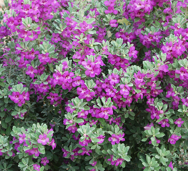 Texas Sage 