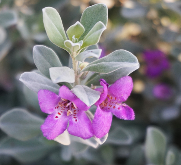 Texas Sage 