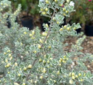 texas sage silver snow