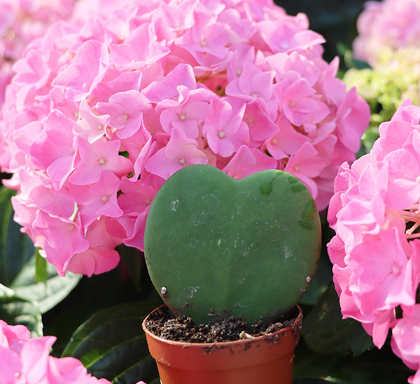 Valentine's Day Plants 