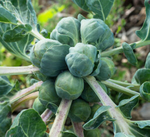 brussels sprouts