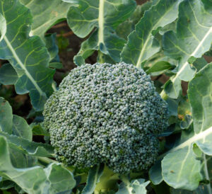 broccoli