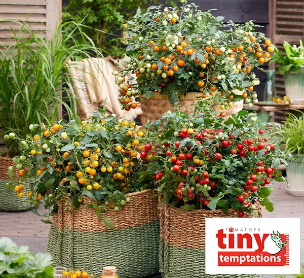 Link to Patio Vegetables  product page