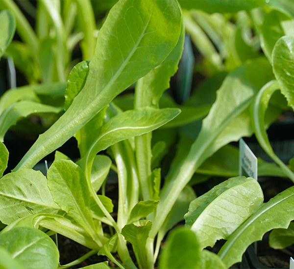 Link to Fall Vegetables product page