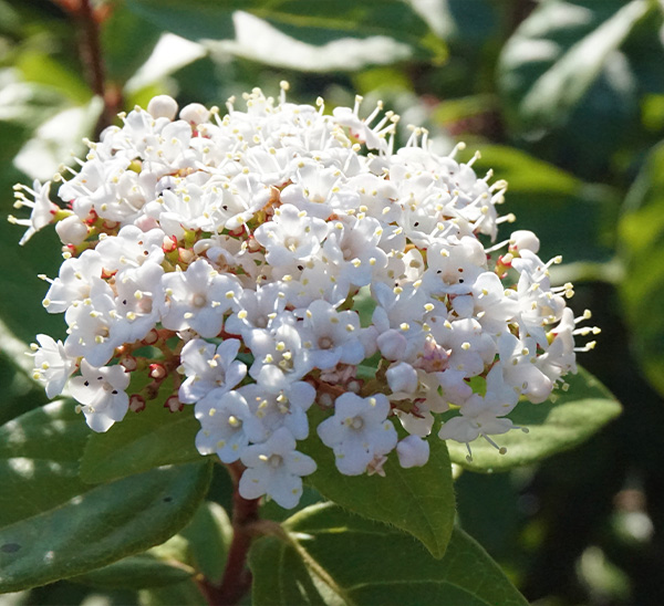 Shades of Pink™ Viburnum