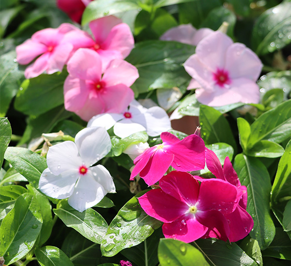 Cora® XDR Vinca 