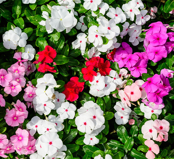 Cora XDR® Vinca 