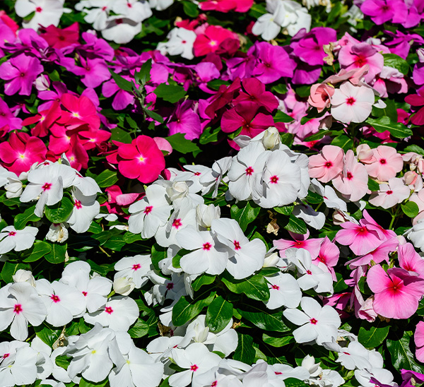 Cora XDR® Vinca 