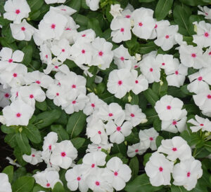 Cora XDR® Vinca in white polka dot center
