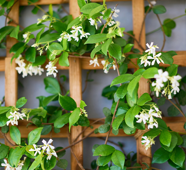 Bee-Friendly Vines 