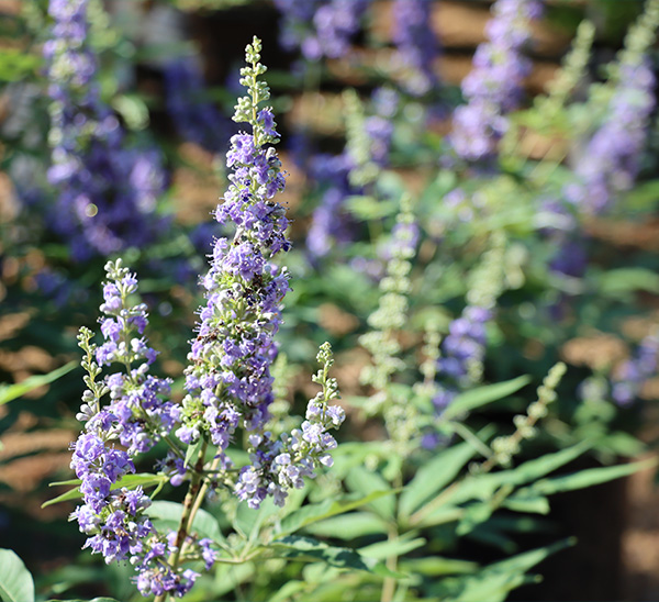 Link to Vitex and Desert Willow	Vitex	 product page