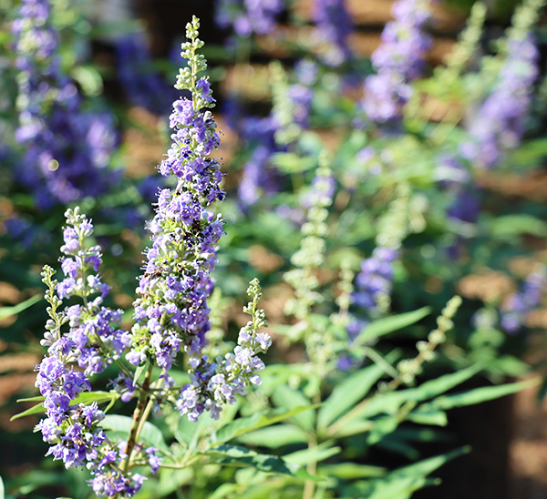Vitex