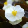 white bronzeleaf begonia