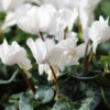 white cyclamen blooms