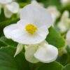 white greenleaf begonia