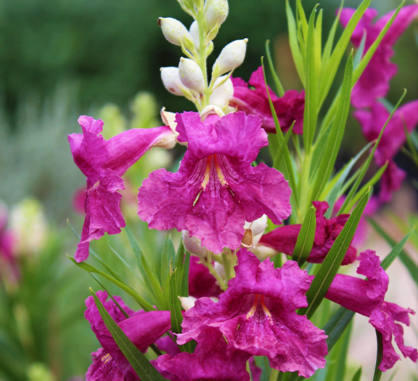 Desert Willow 