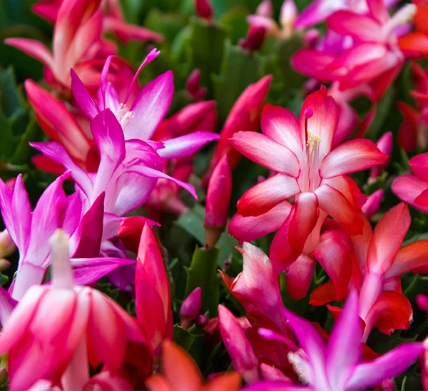 winteer-indoor-checklist-1