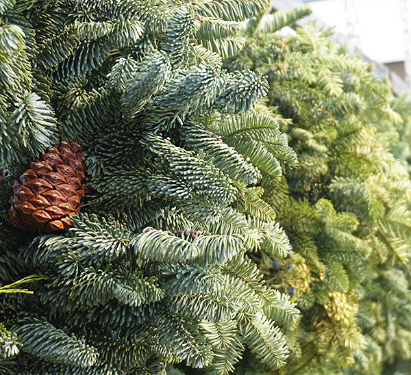 Fresh Christmas Greenery 