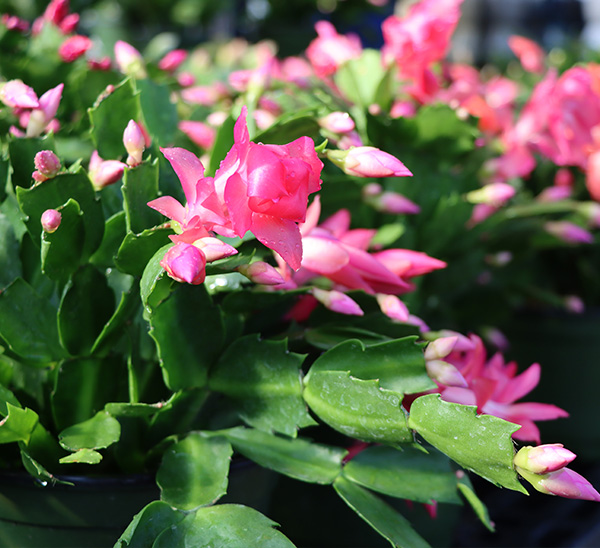 Christmas Cactus 