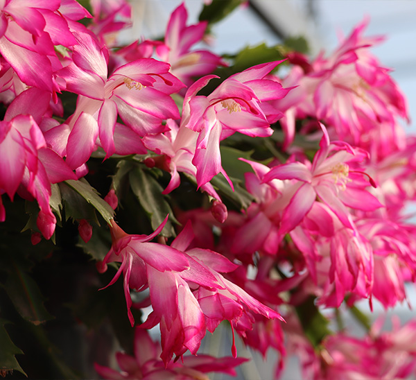 Link to Christmas Cactus  product page