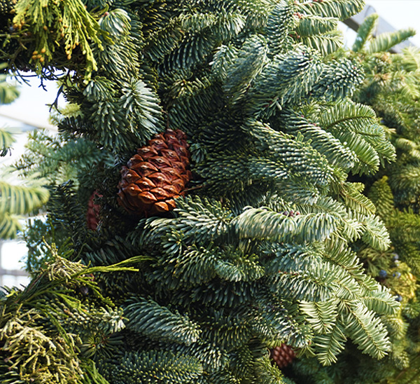 Link to Fresh Christmas Greenery  product page