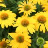 Coneflower