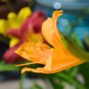 Daylily
