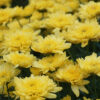 yellow mum blooms