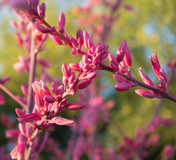 Link to Yucca  product page