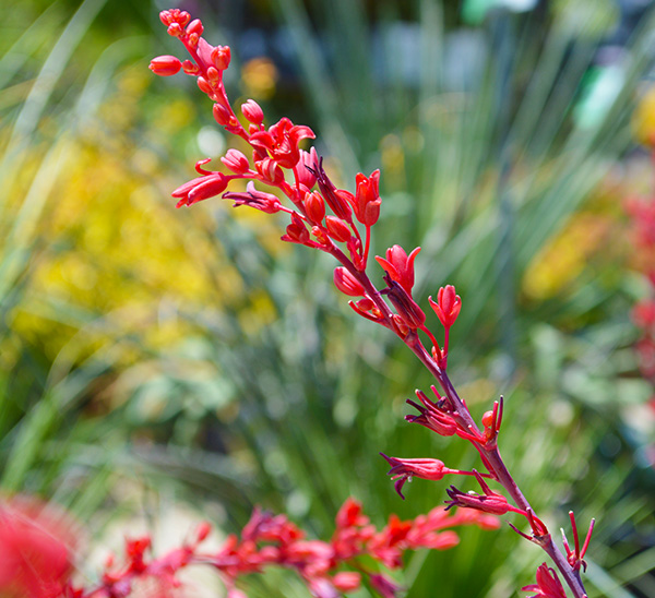 Yucca 