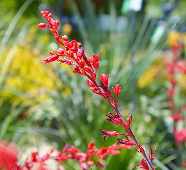Link to Pollinator Friendly Plants  product page