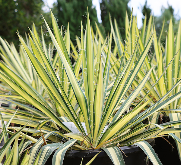 Link to Yucca  product page