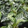 Zebra Plant