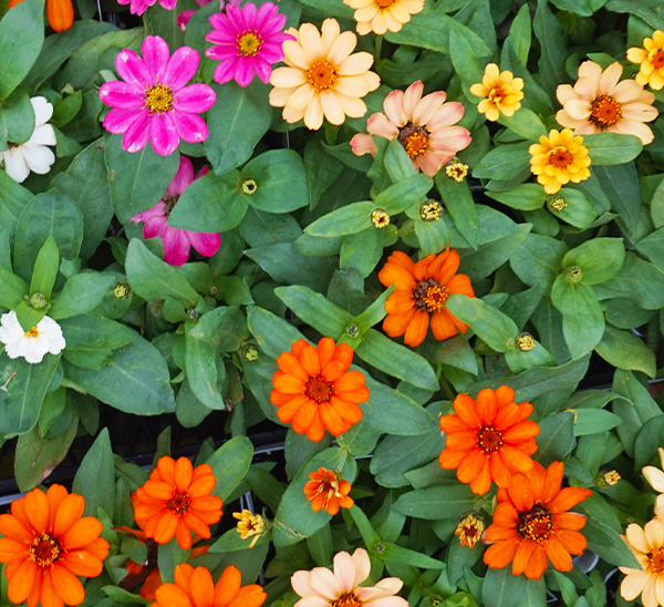 Zinnias 