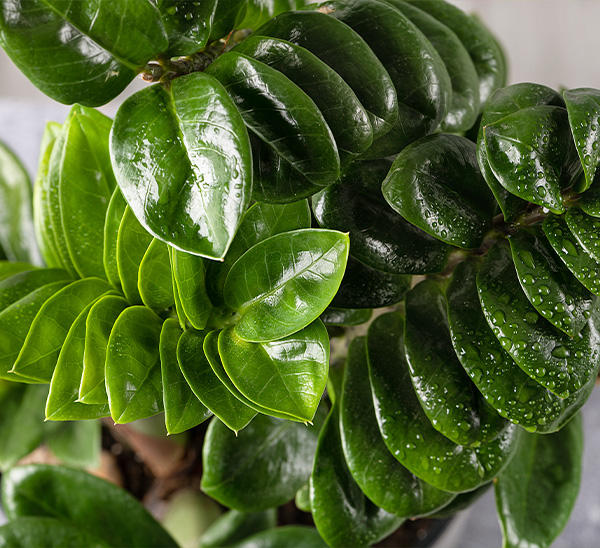 Indoor Plants 