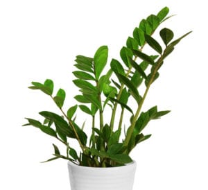 zzplant